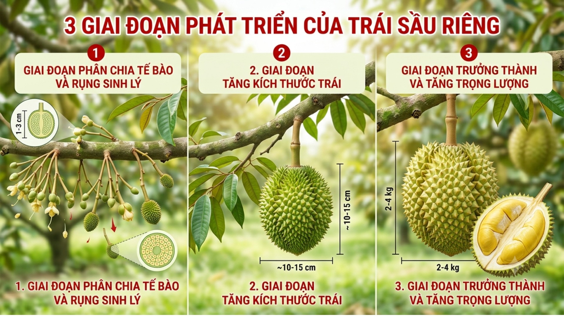 3 giai đoạn phát triển của trái sầu riêng